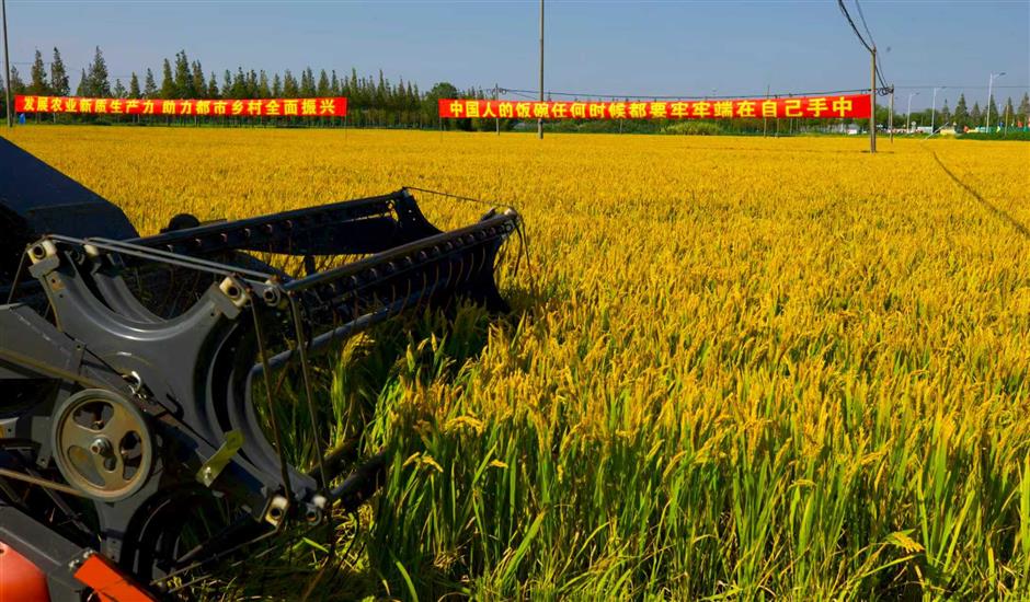 Climate Crisis in a Rice Bowl: The Quest for a Resilient Crop