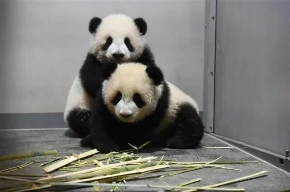 Japan's Last Giant Pandas to Return to China in 2026