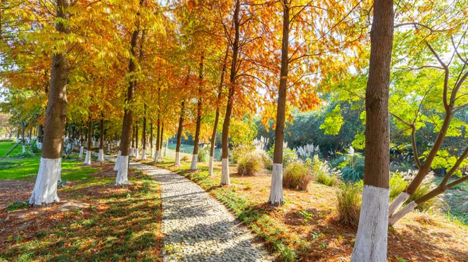 水杉渐红,乌桕黄了!这里的彩叶出片季即将来临(附观叶指南)