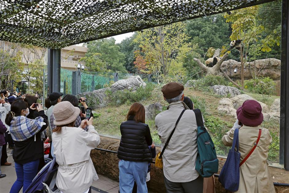 Japan's Last Giant Pandas to Return to China in 2026
