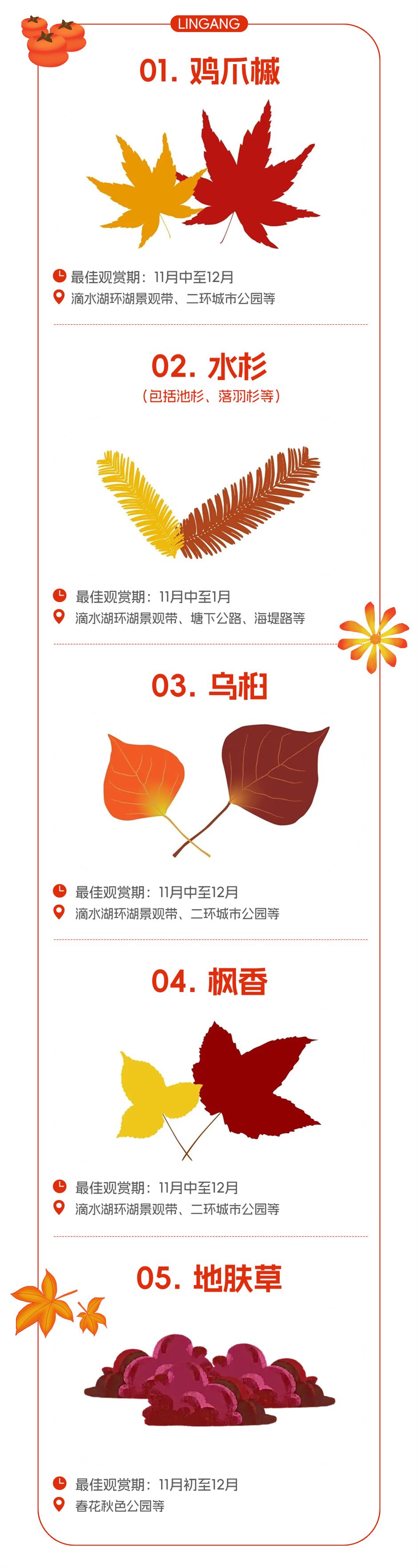 水杉渐红,乌桕黄了!这里的彩叶出片季即将来临(附观叶指南)