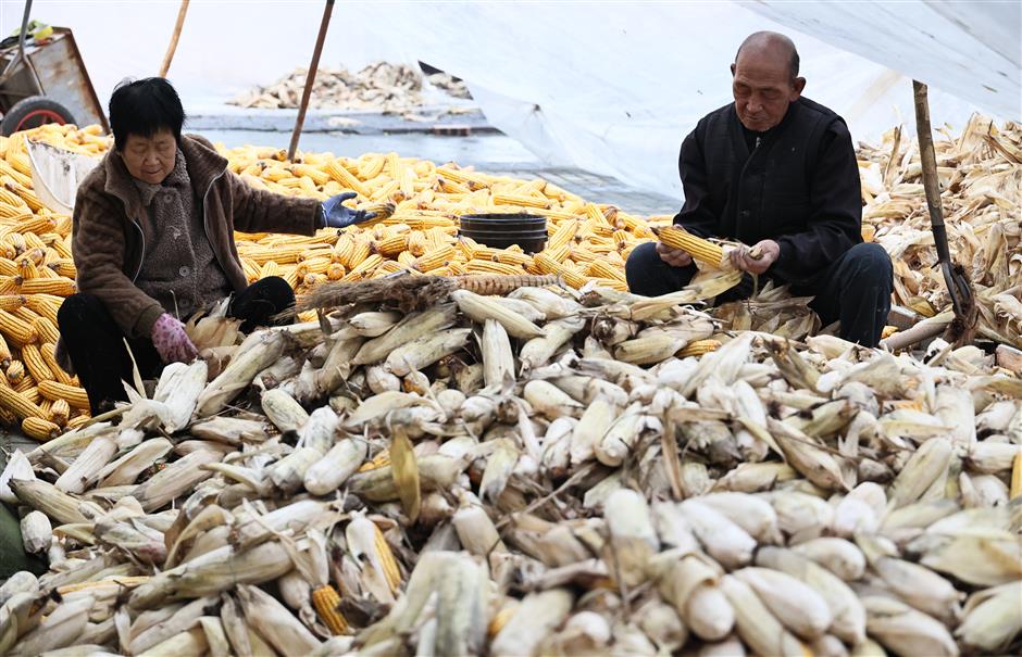 Climate Crisis in a Rice Bowl: The Quest for a Resilient Crop