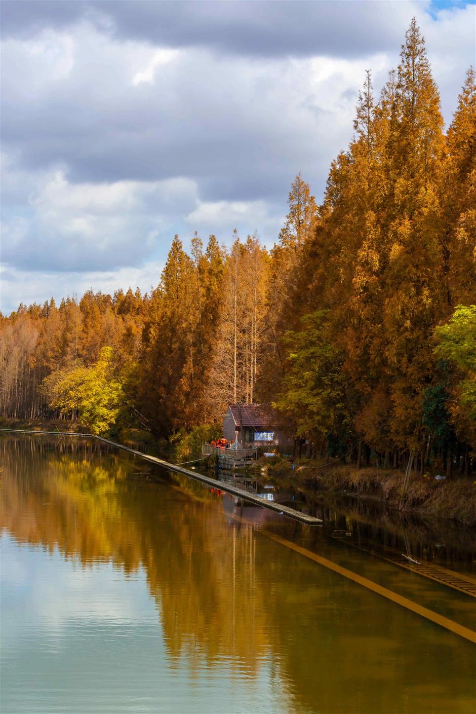 水杉渐红,乌桕黄了!这里的彩叶出片季即将来临(附观叶指南)
