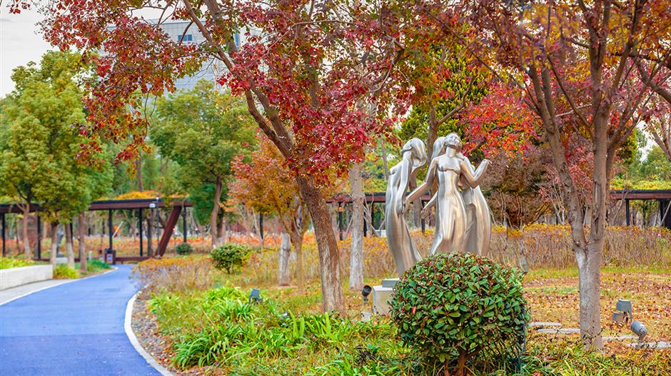 水杉渐红,乌桕黄了!这里的彩叶出片季即将来临(附观叶指南)