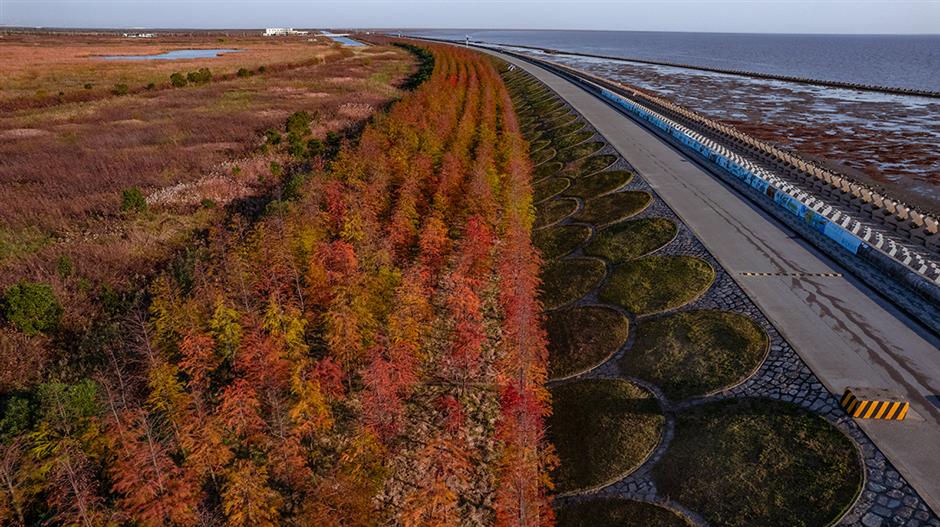 水杉渐红,乌桕黄了!这里的彩叶出片季即将来临(附观叶指南)