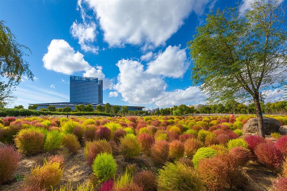 水杉渐红,乌桕黄了!这里的彩叶出片季即将来临(附观叶指南)