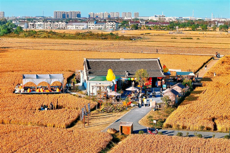 Fengxian: A Growth Hub with Rural Upgrades