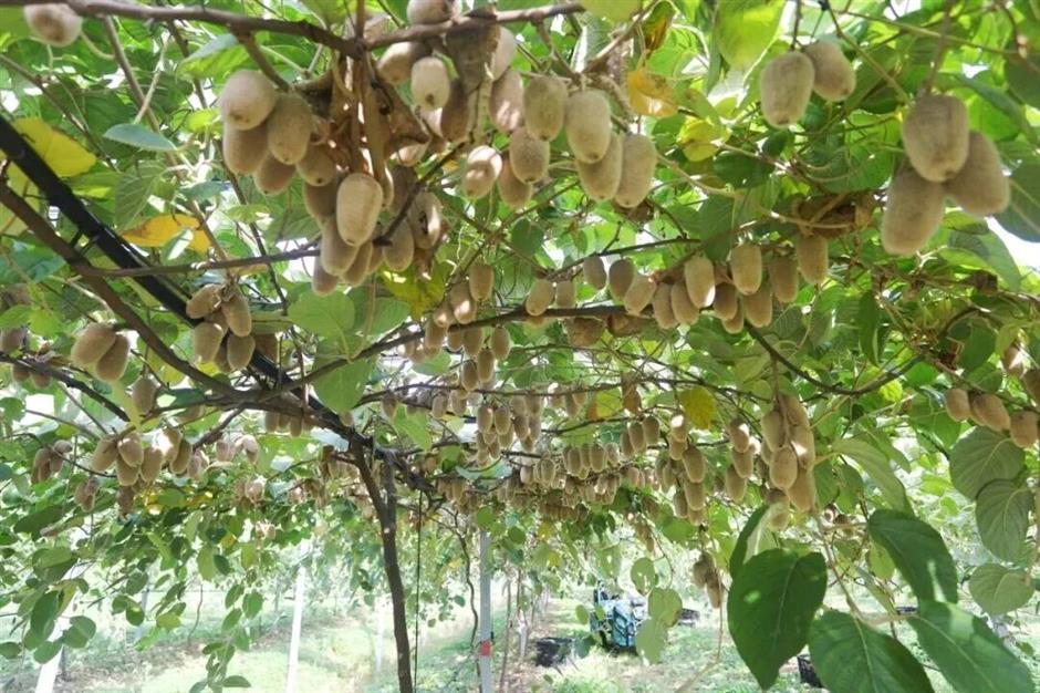 旅超大赛!金山主打