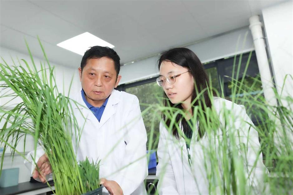 Climate Crisis in a Rice Bowl: The Quest for a Resilient Crop