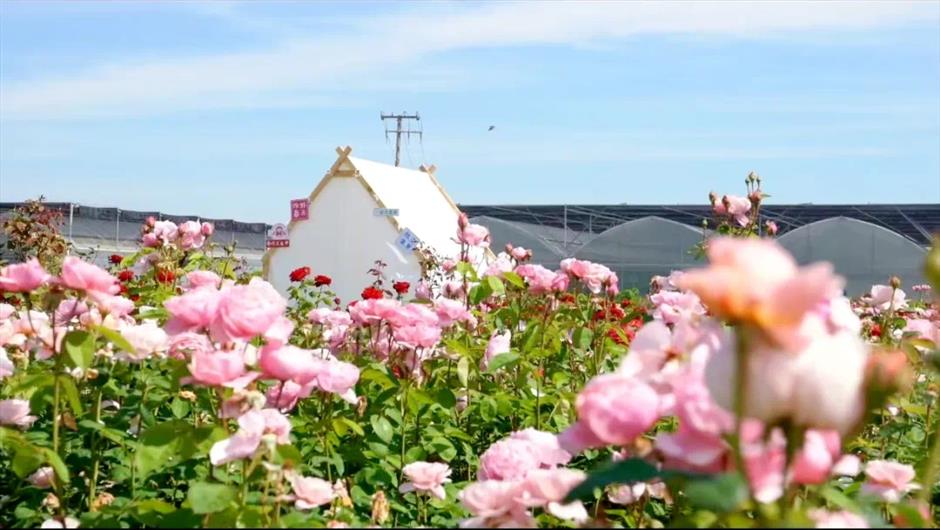 旅超大赛!青浦超多活动精彩登场,快来体验吧!