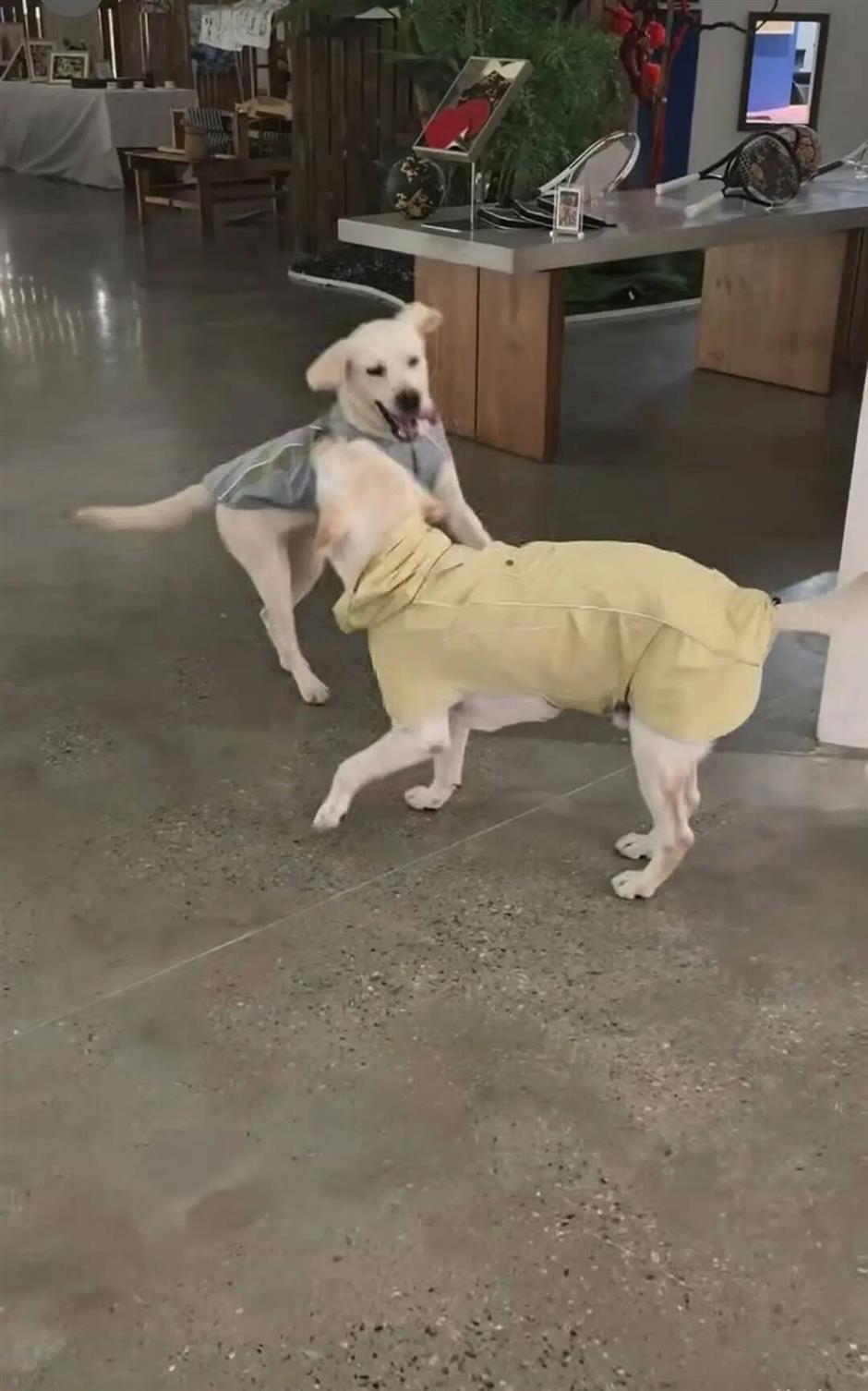 China's Pet-Friendly Offices: Furry Colleagues Beat Workplace Stress