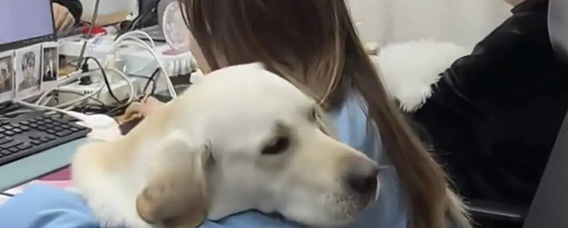 China's pet-friendly offices: Furry colleagues beat workplace stress