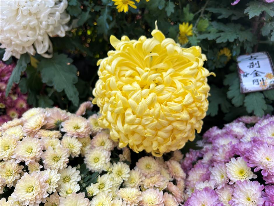 A Day Immersed in Shanghai's Chrysanthemum Heritage and Traditional Handcraft Making