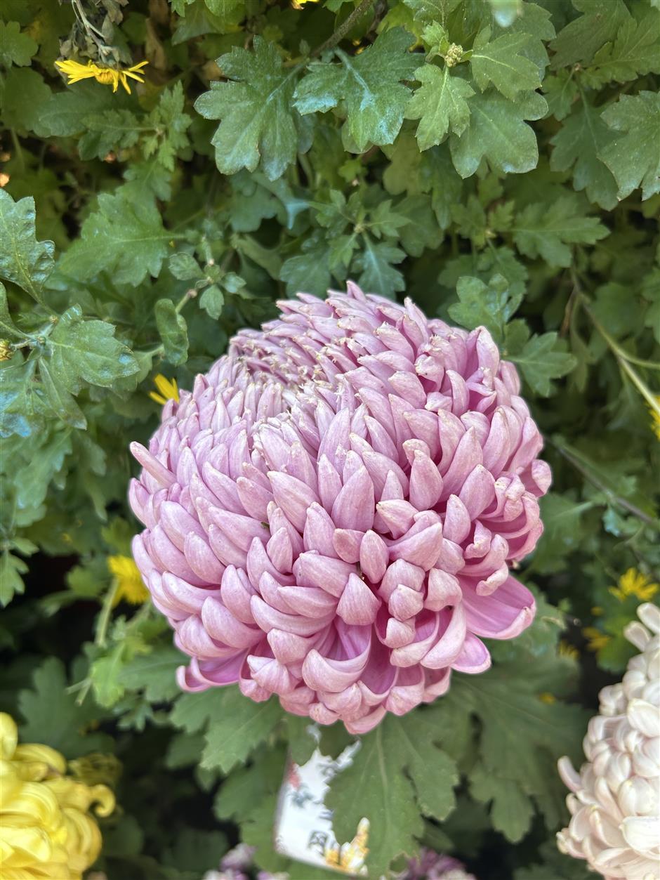 A Day Immersed in Shanghai's Chrysanthemum Heritage and Traditional Handcraft Making