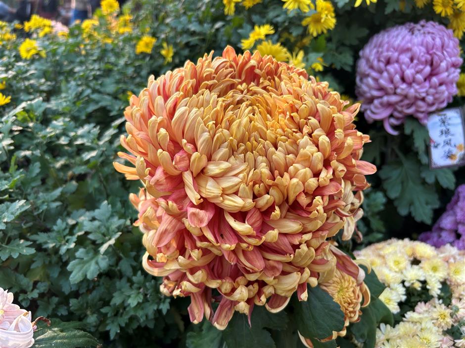 A Day Immersed in Shanghai's Chrysanthemum Heritage and Traditional Handcraft Making