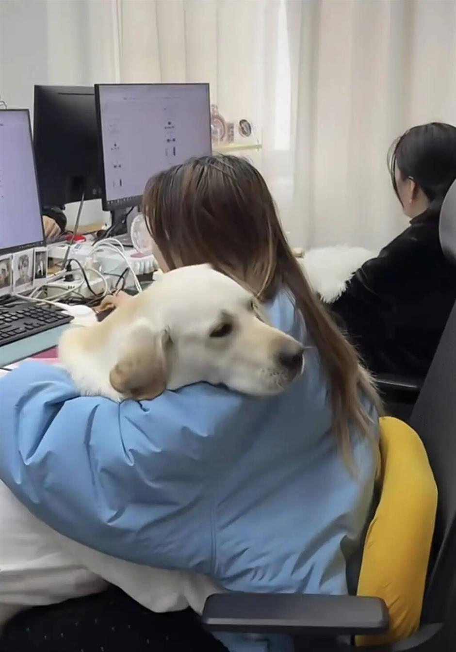 China's Pet-Friendly Offices: Furry Colleagues Beat Workplace Stress
