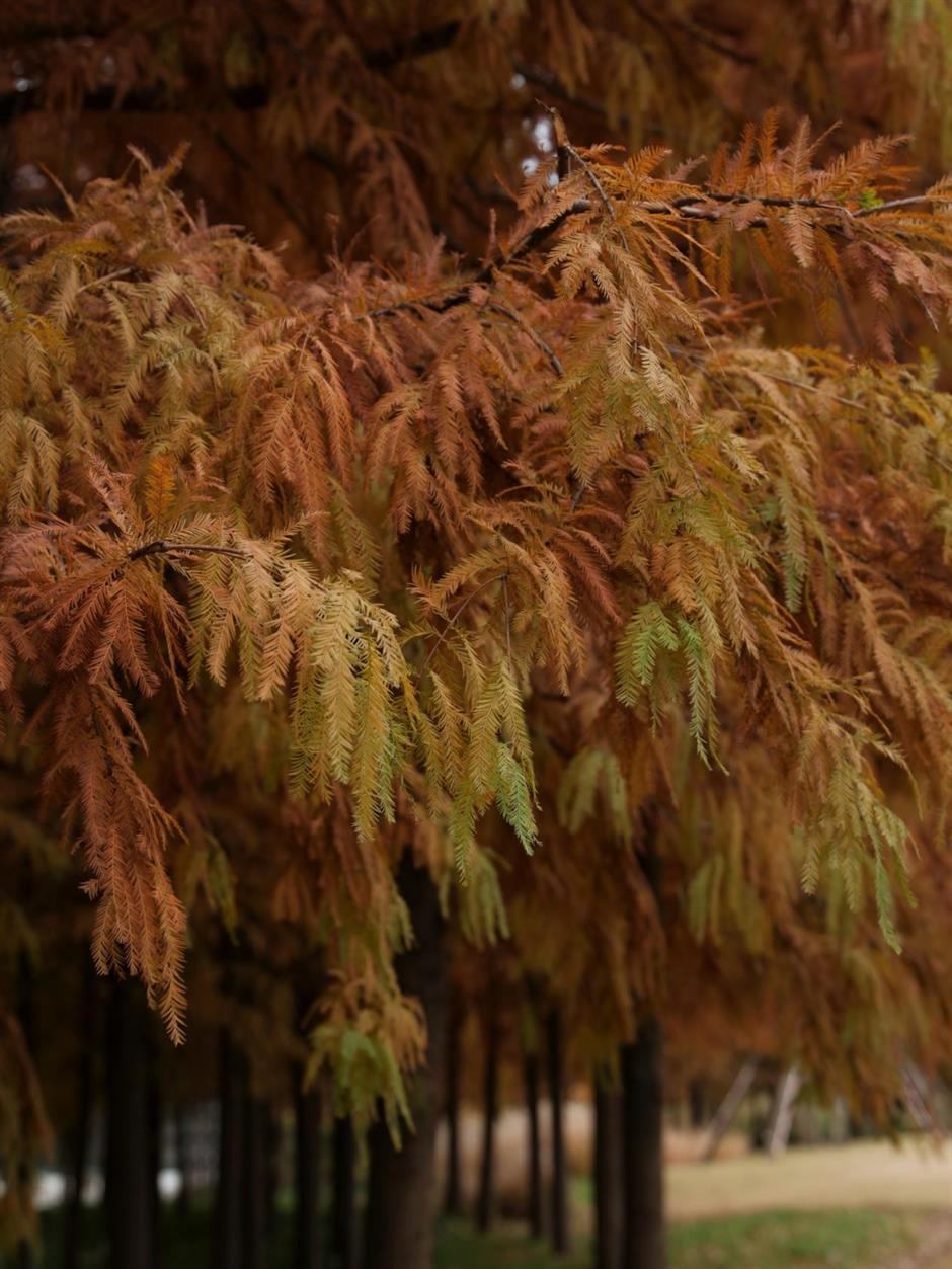 红叶+落日!深秋限定!用一下午时间感受河畔最美秋色