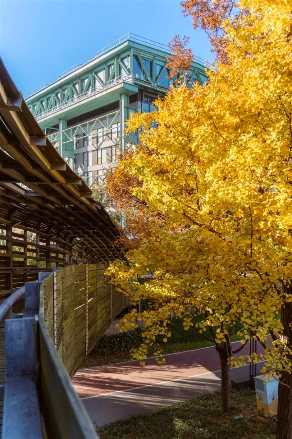 上海银杏浓度已达99%!