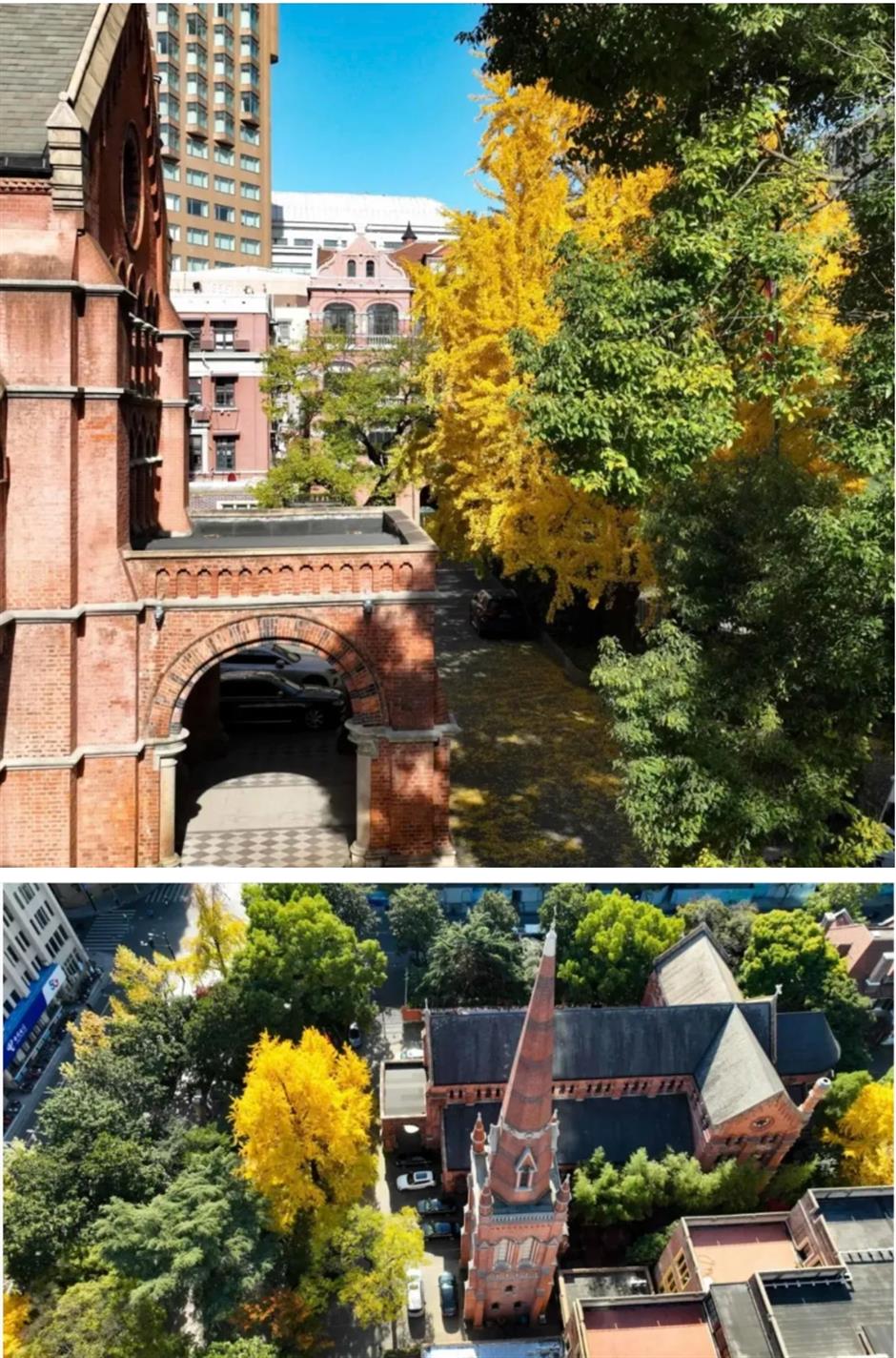 上海银杏浓度已达99%!