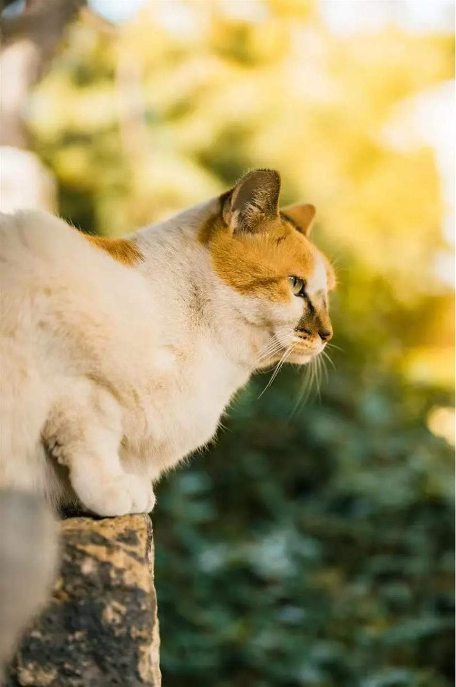 上海银杏浓度已达99%!