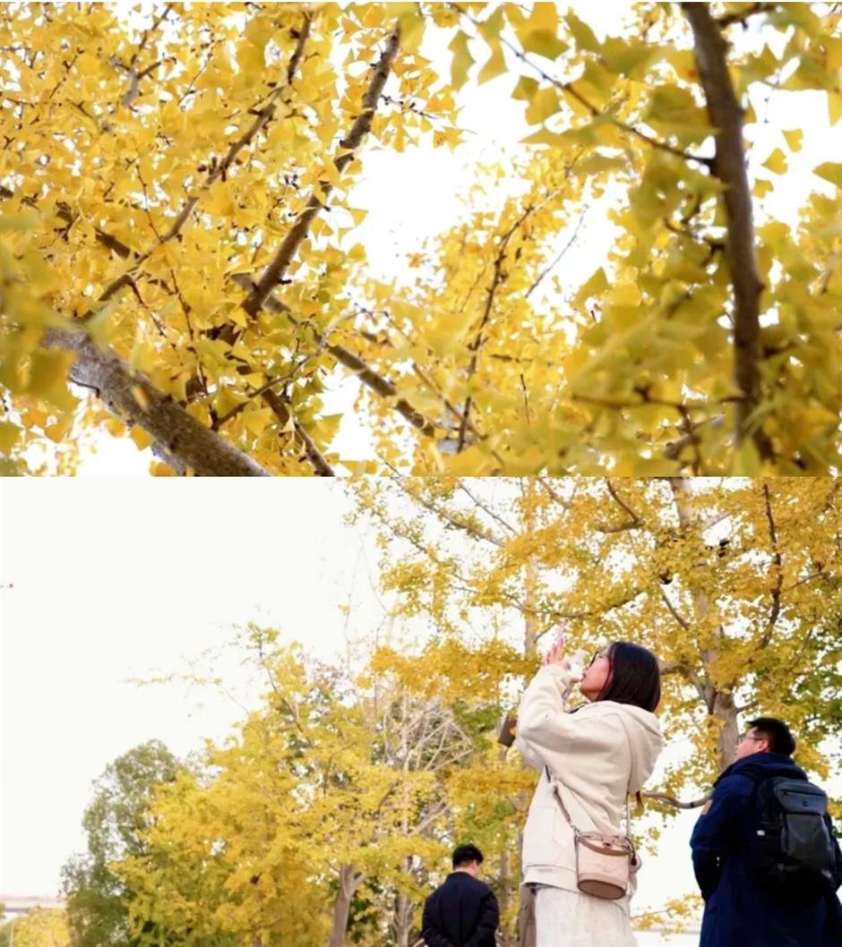 上海银杏浓度已达99%!