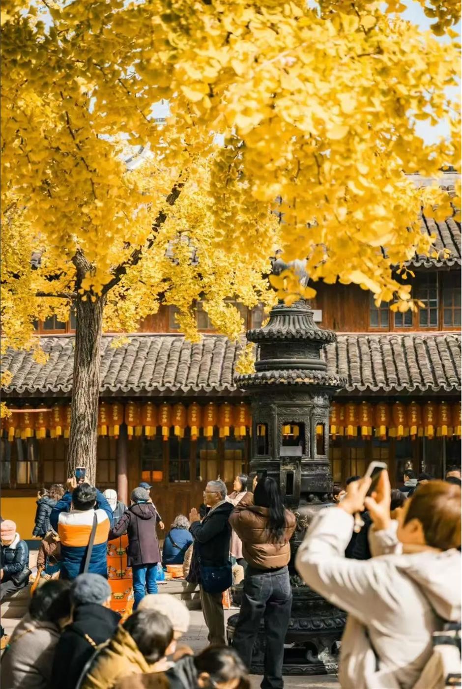 上海银杏浓度已达99%!