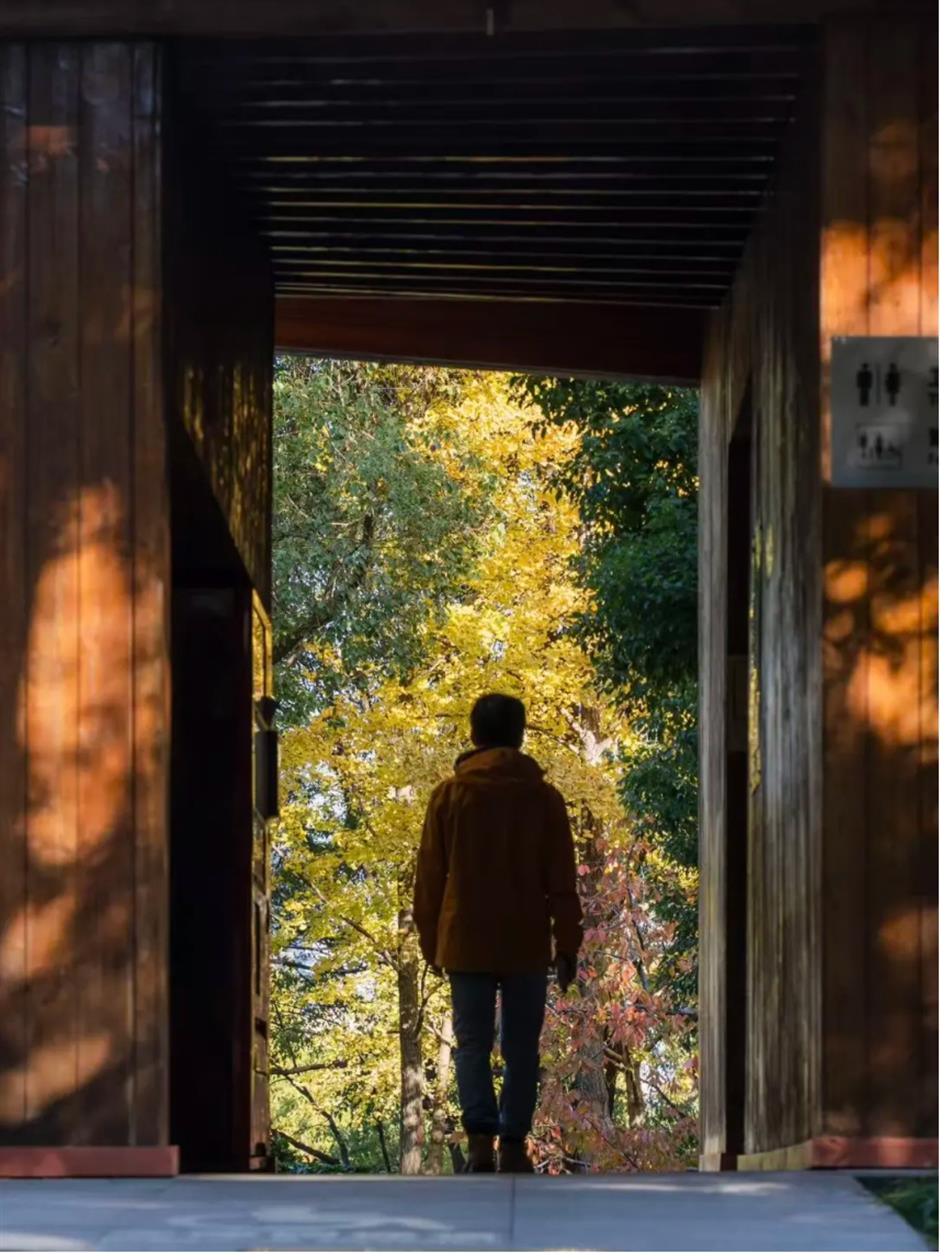 上海银杏浓度已达99%!