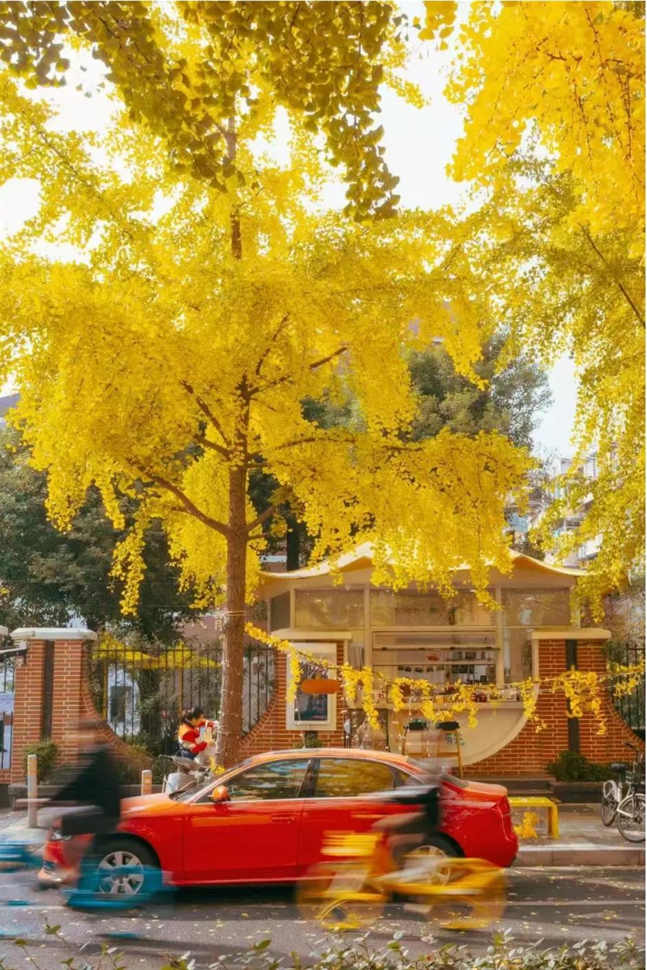 上海银杏浓度已达99%!