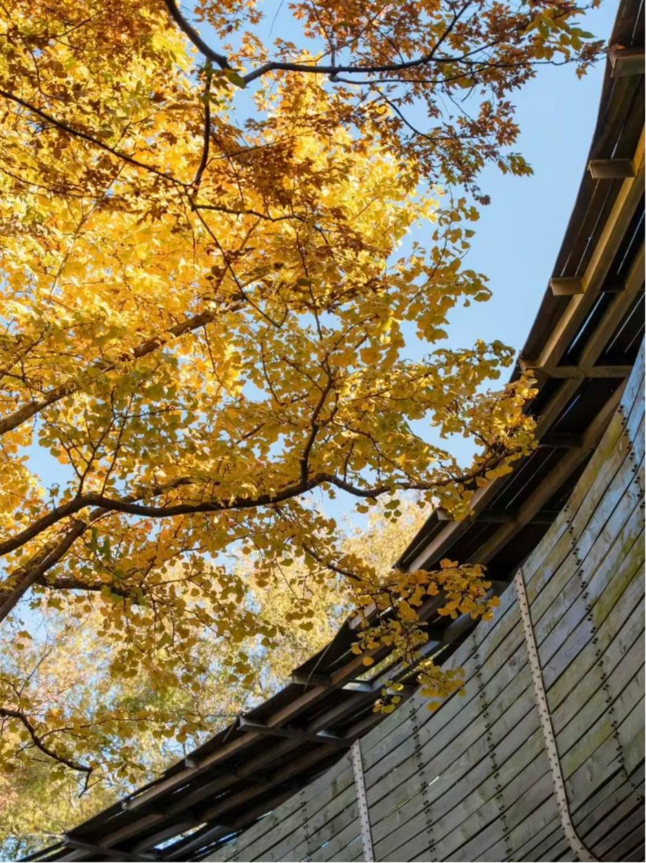 上海银杏浓度已达99%!