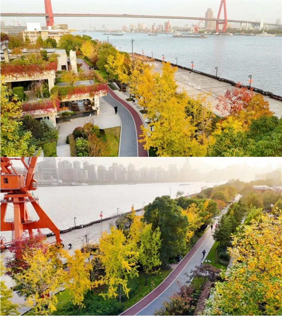 上海银杏浓度已达99%!