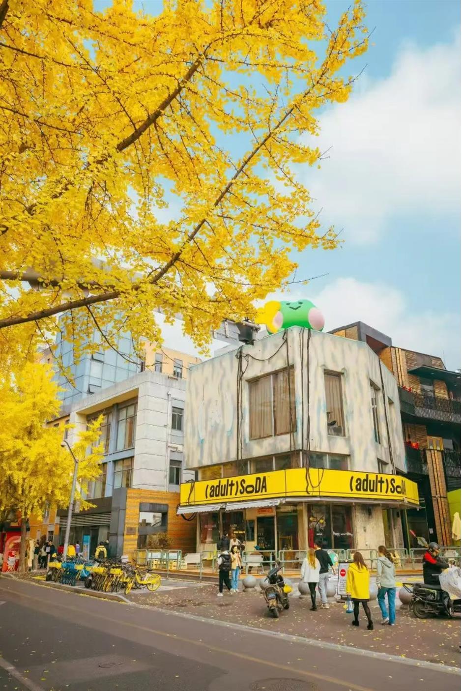 上海银杏浓度已达99%!