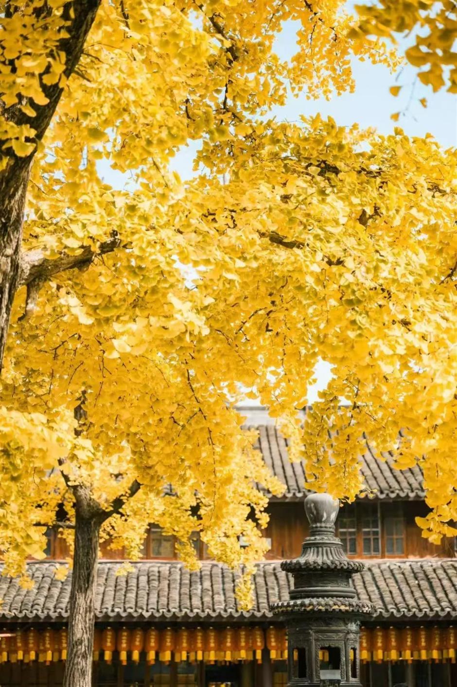 上海银杏浓度已达99%!