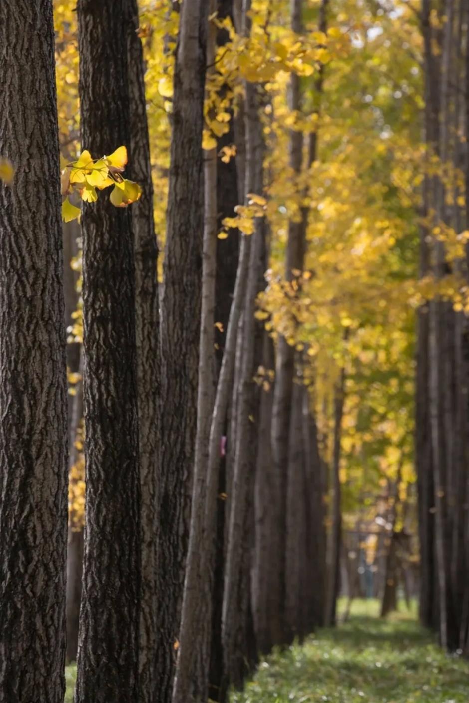 上海银杏浓度已达99%!