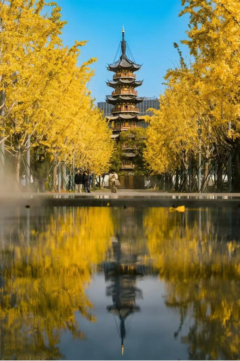 上海银杏浓度已达99%!