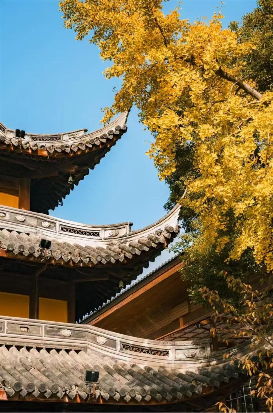 上海银杏浓度已达99%!