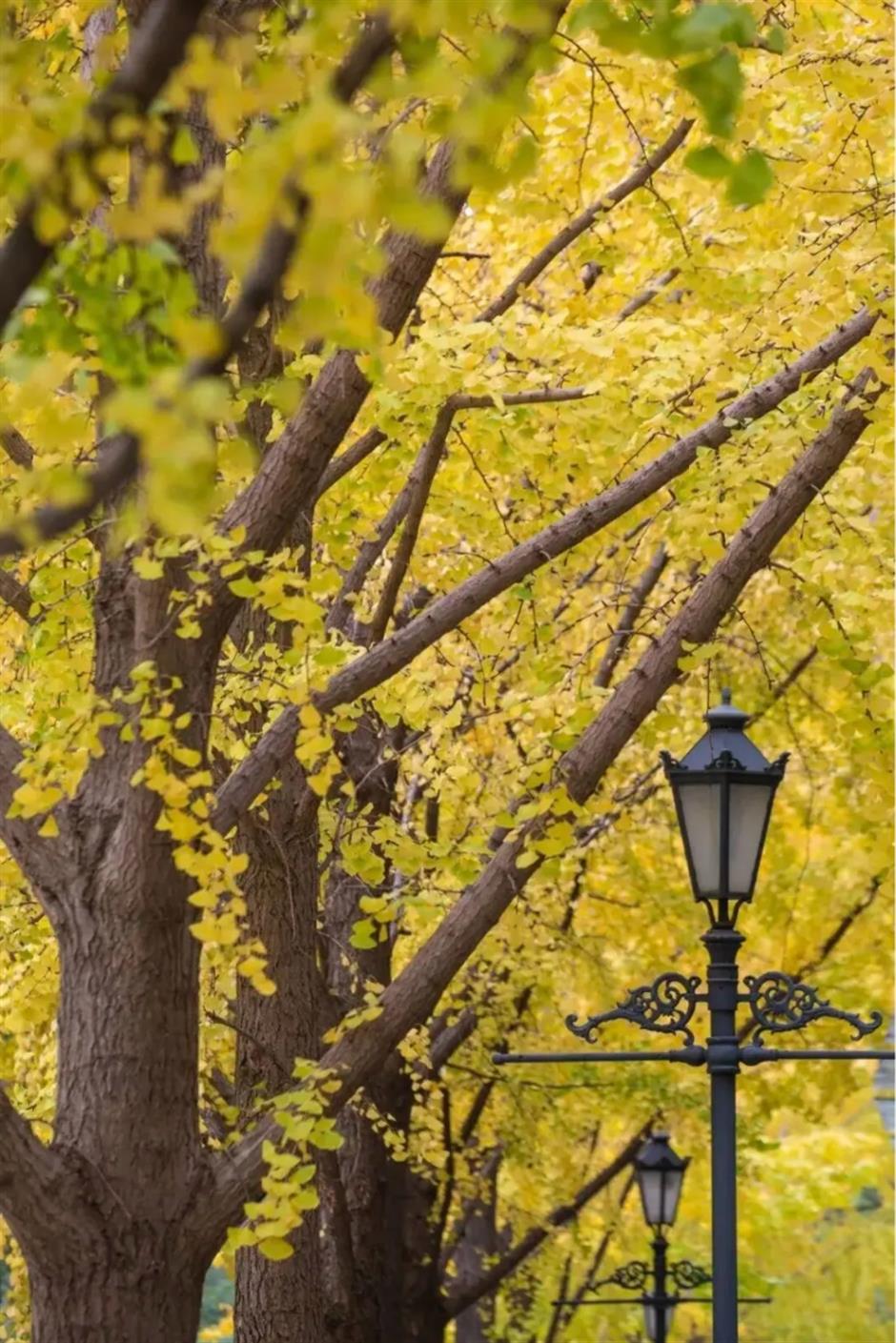 上海银杏浓度已达99%!