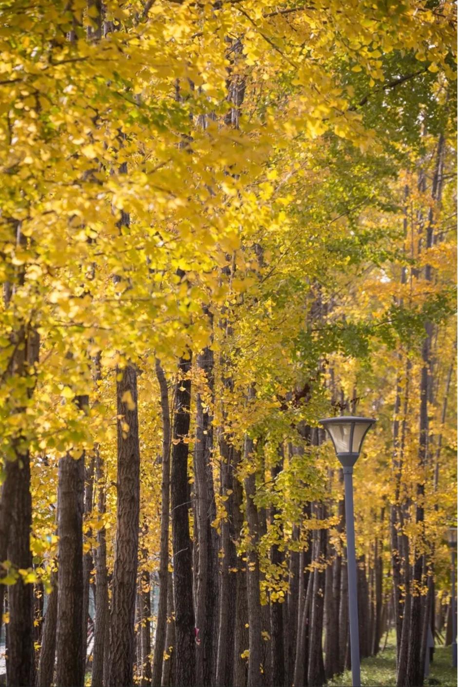 上海银杏浓度已达99%!