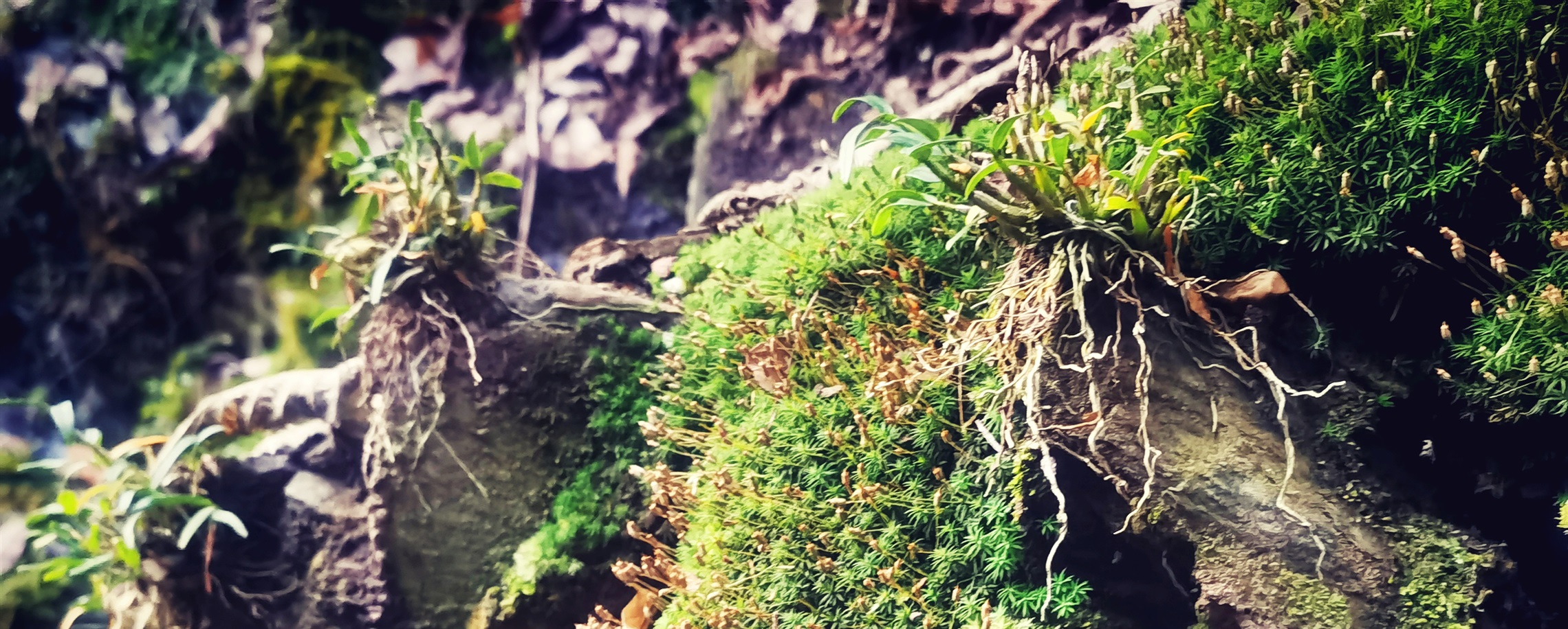 Shanghai, Lu'an Partner on Huoshan Dendrobe