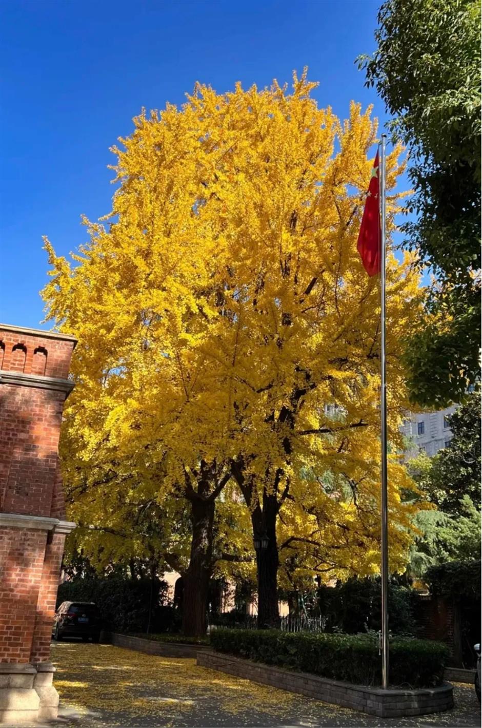 上海银杏浓度已达99%!