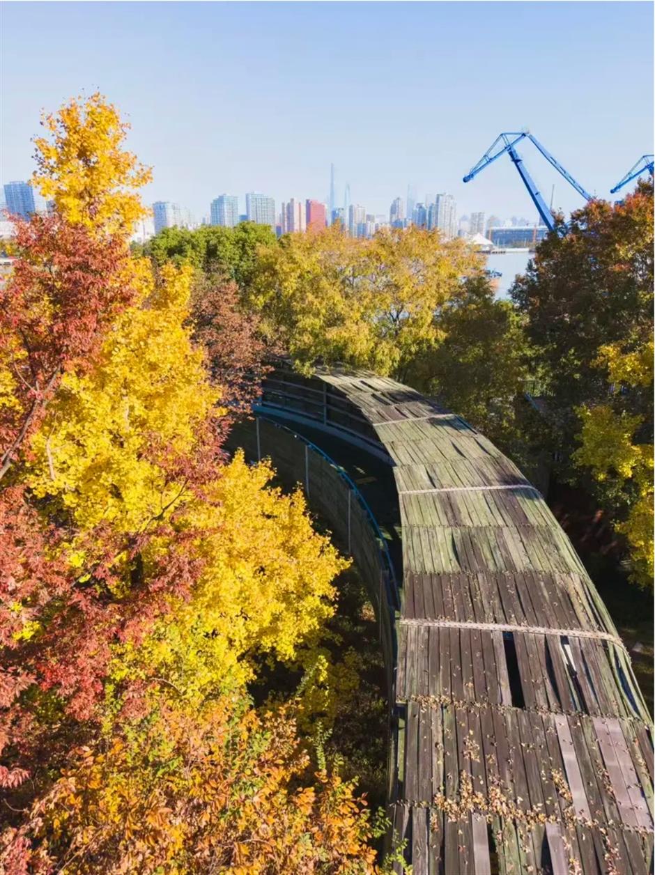 上海银杏浓度已达99%!