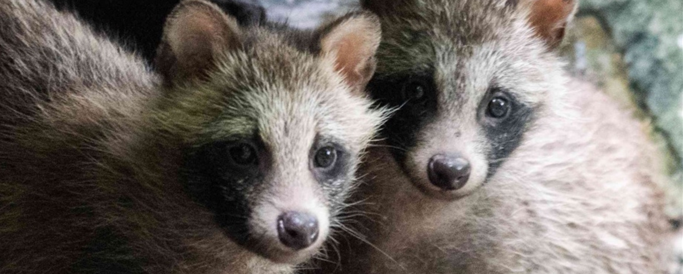 City's Raccoon Dogs Expand Presence, But Population Stable: Survey
