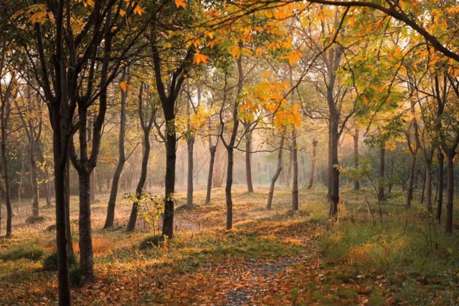 去爬山!这些五彩山林,竟然都在上海!