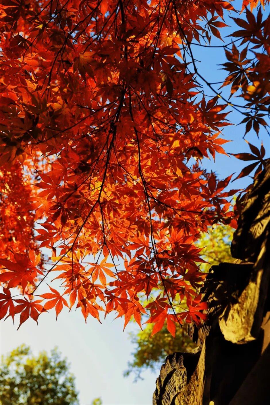 松江秋景開掛!5個寶藏地的紅黃皮膚,限時上線!