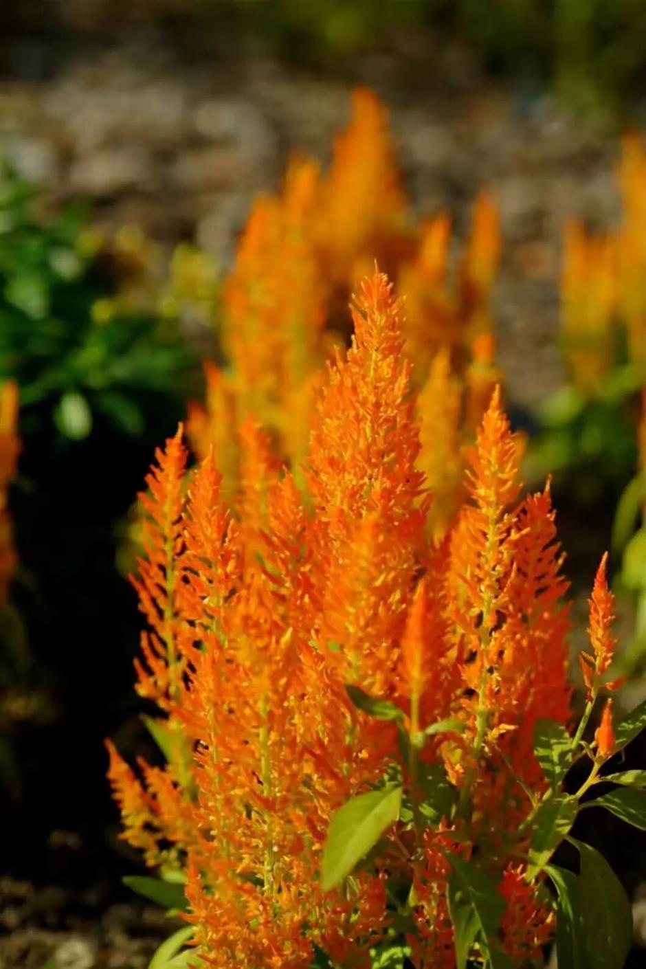 松江秋景開掛!5個寶藏地的紅黃皮膚,限時上線!