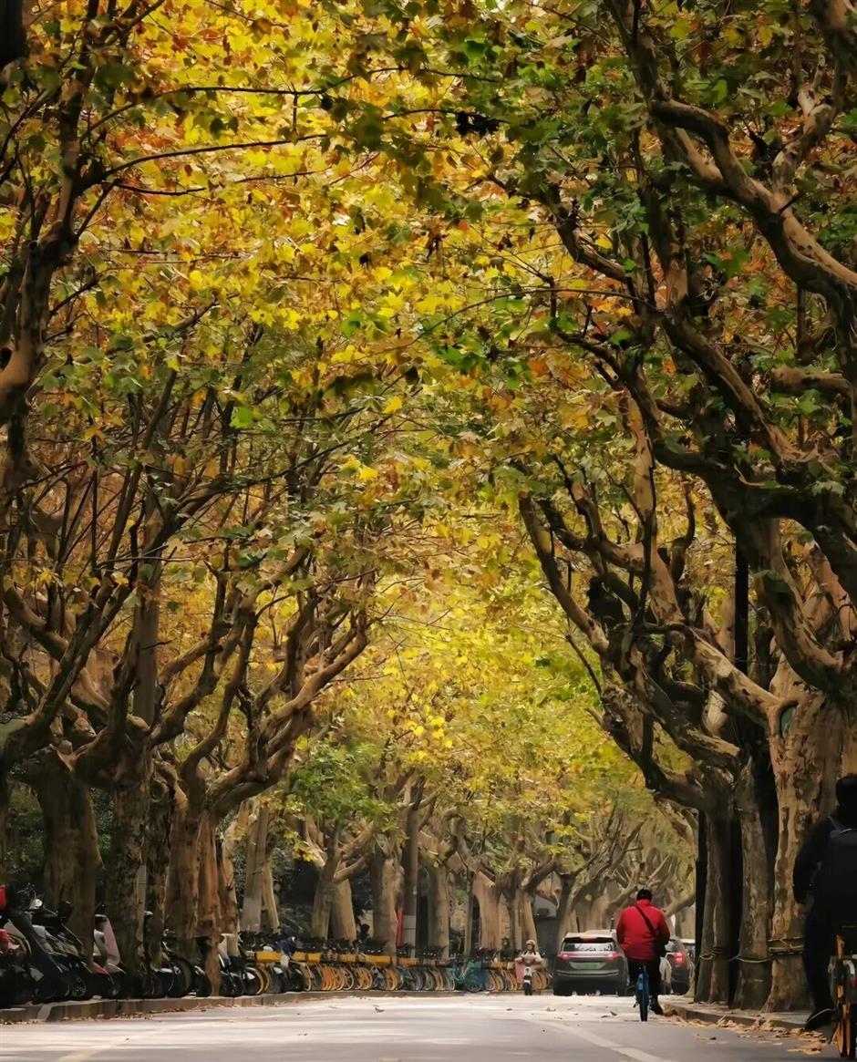 旅超|黄浦这14处打卡地,冬日氛围感拉满!