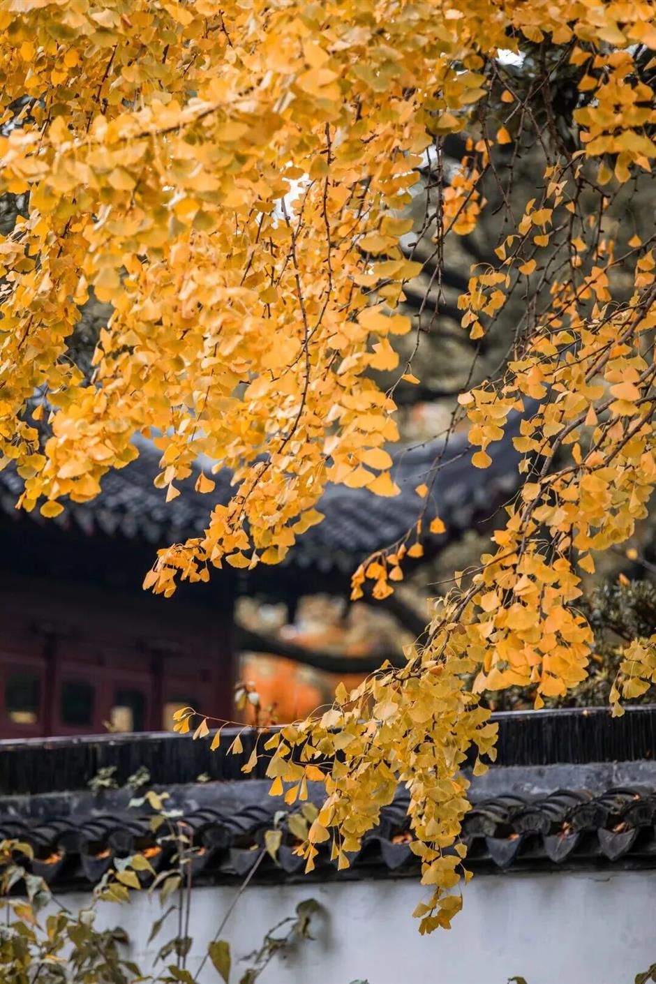 旅超|黄浦这14处打卡地,冬日氛围感拉满!