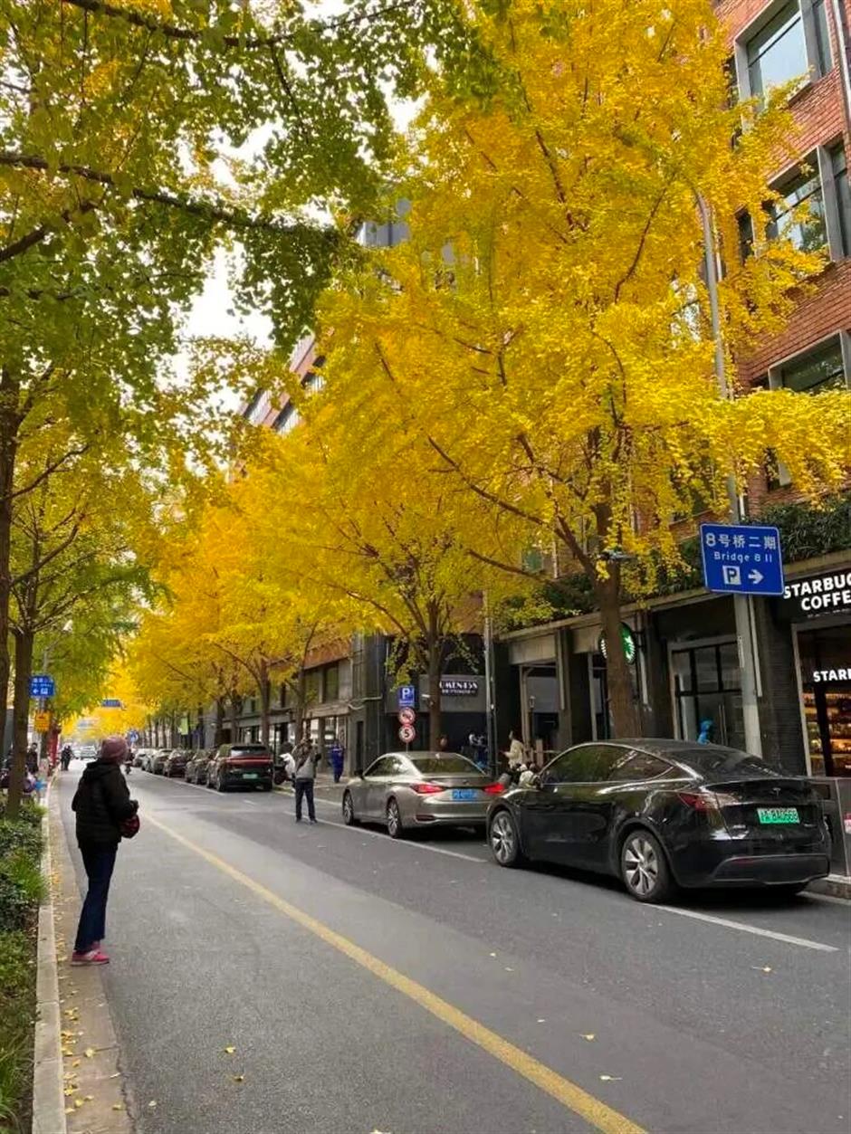旅超|黄浦这14处打卡地,冬日氛围感拉满!