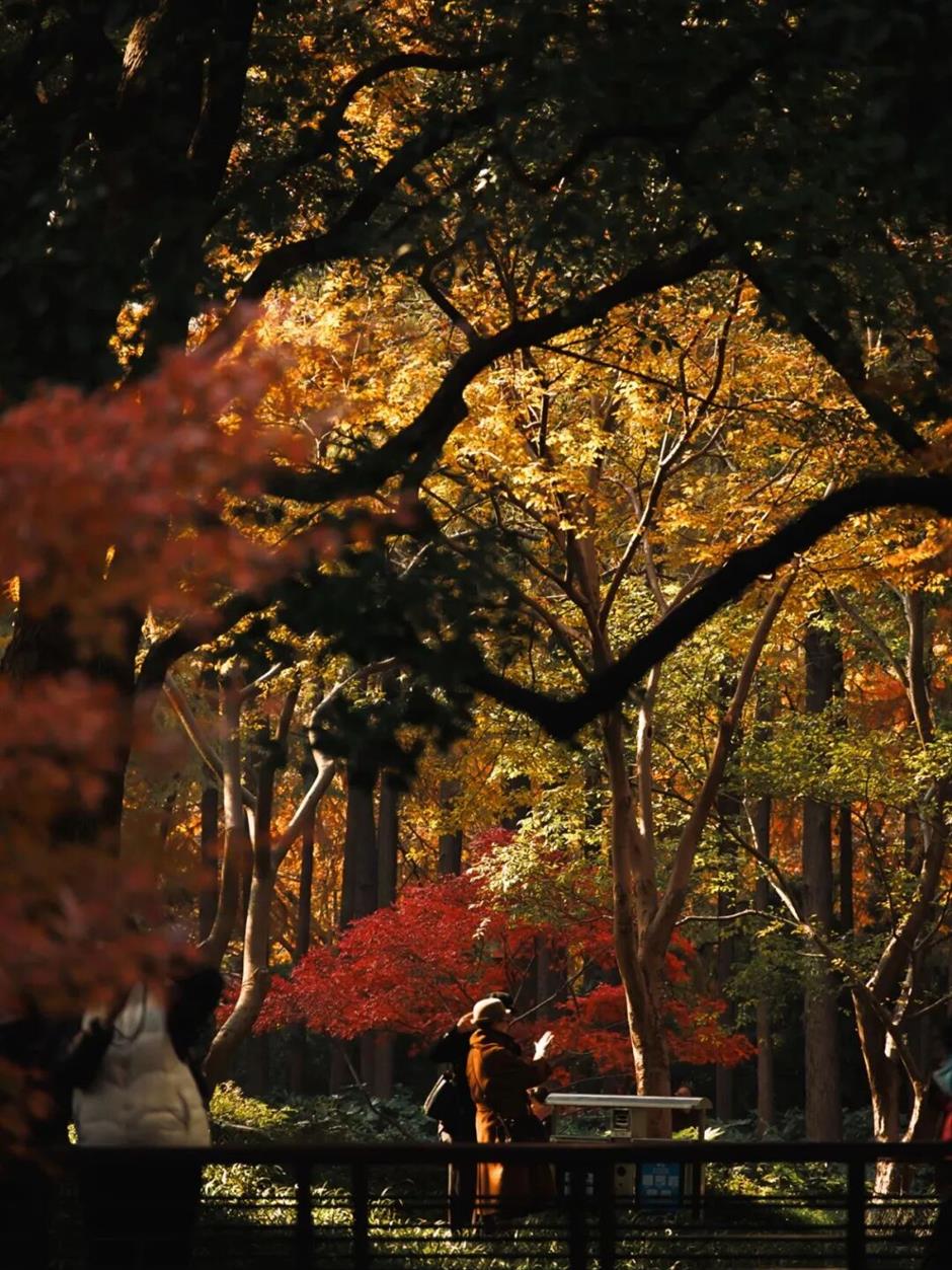 旅超|黄浦这14处打卡地,冬日氛围感拉满!