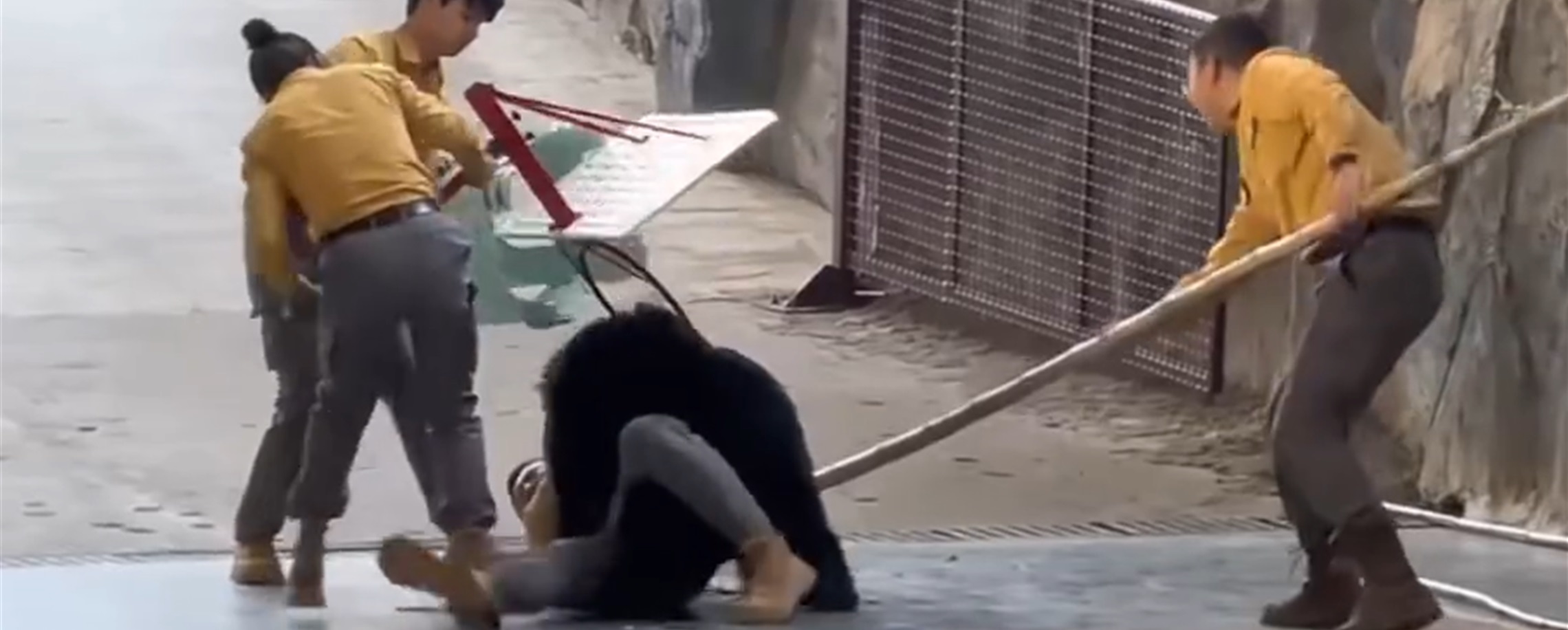 Bear Lunges at Handler at Hangzhou Wildlife World