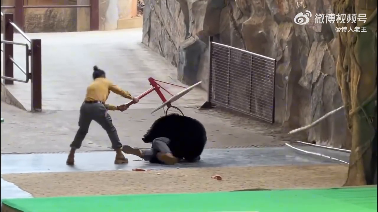 Bear Lunges at Handler at Hangzhou Wildlife World